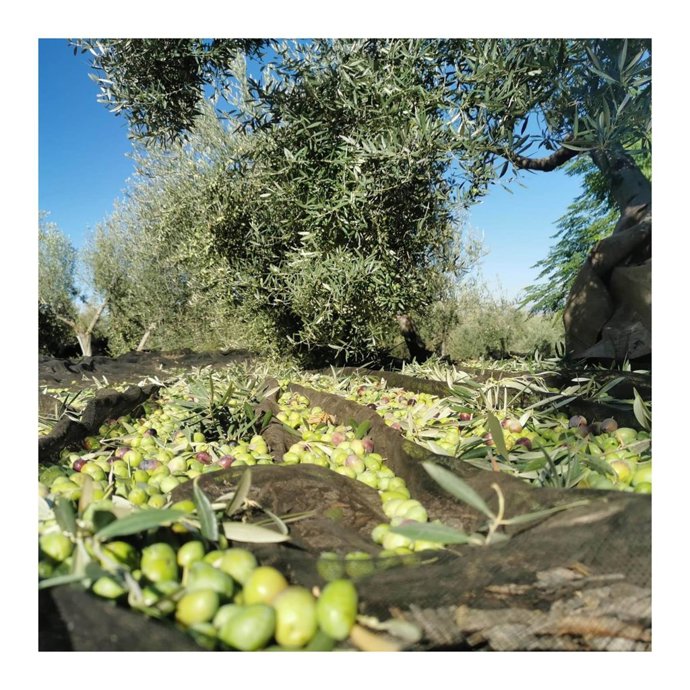 Archivo - Campaña de recogida de aceituna