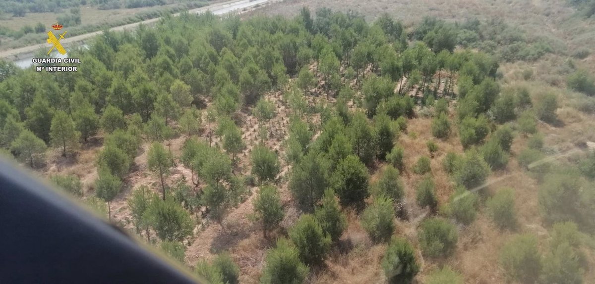 Localizan desde el aire una plantación de marihuana camuflada entre pinares riojanos en Aldeanueva de Ebro (La Rioja)
