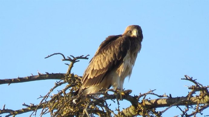 Las crías de águila Citius, Fortius y Pisuerga