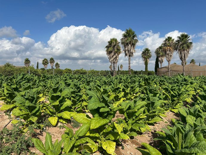 Un estudio pionero produce tabaco sin nicotina y con compuestos farmacológicos en la finca Sinyent