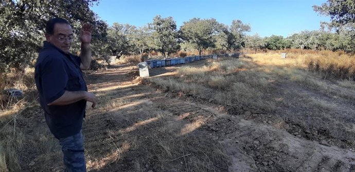 Colmenas calcinadas en el incendio de Valdecaballeros