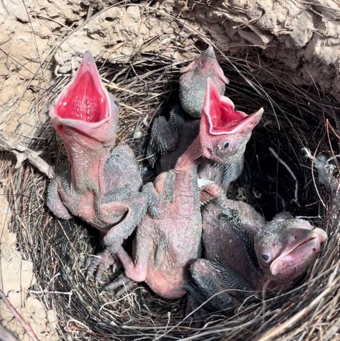 Imagen de un nido con polluelos