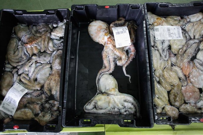 Archivo - Detalle de el pulpo capturado en el Puerto de Burela, a 21 de diciembre de 2022, en Burela, Lugo Galicia, (España). 