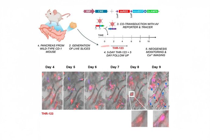 Un estudio con investigadores de la UCV descubre cómo regenerar células productoras de insulina