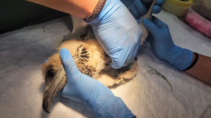 Detectan un adulto de alimoche muerto y rescatan a un pollo en un nido histórico en Salamanca