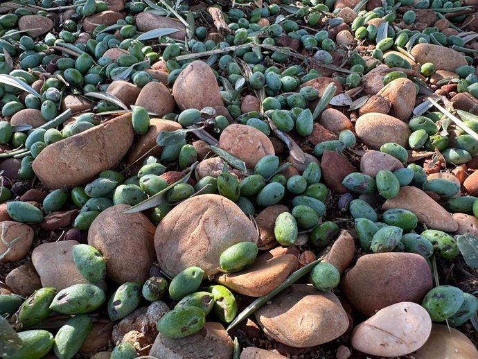 Daños por tormentas en cultivos de La Manchuela