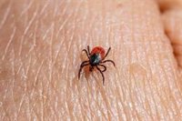 La Xunta invierte más de 544.000 para la vigilancia de garrapatas y  mosquitos en colaboración con la USC y la UVigo