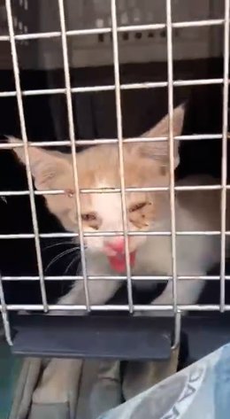 Gato hallado en el interior de un vehículo en Ibiza.