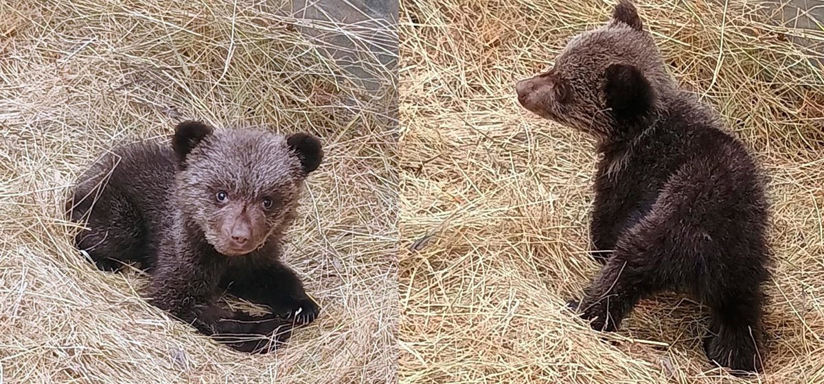 La osezna Alba, rescatada en Teverga, trasladada al recinto de aclimatación de osos de Valsemana para su reintroducción