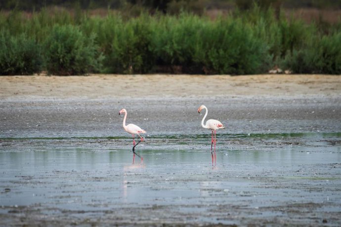 Archivo - Imagen de recurso sobre la Estación Biológica de Doñana.