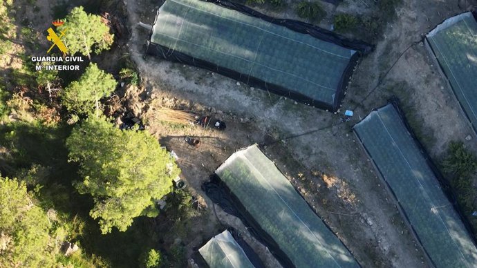 Plantaciones de marihuanas descubiertas por la Guardia Civil en el término municipal de Arcos de las Salinas (Teruel).