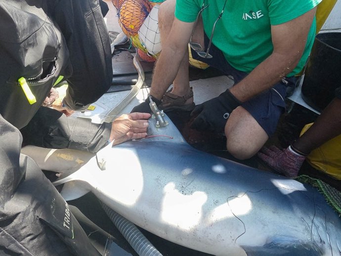 Investigadores del ICM-CSIC, WWF y ANSE marcan tintoreras en la costa de Cartagena para impulsar su conservación