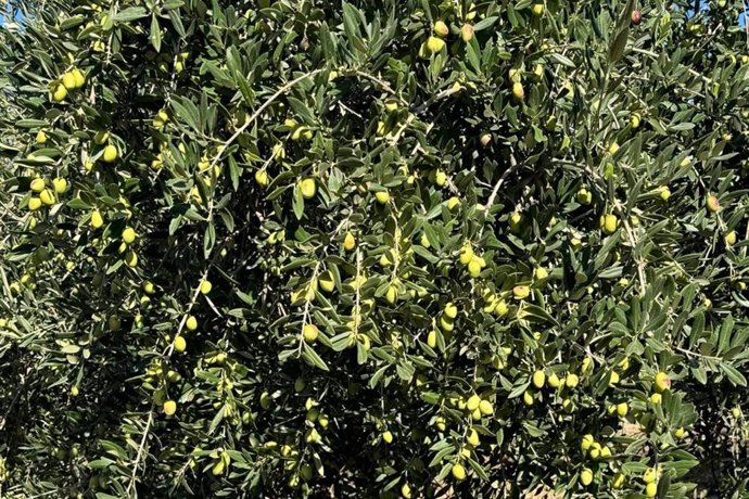 La calidad gourmet del aceite de oliva; claves que explican su precio en el mercado gastronómico