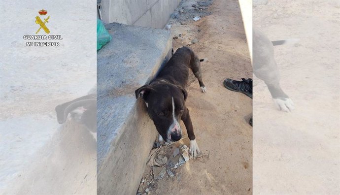 El Seprona investiga a una persona por abandonar a un perro atado al sol en Valdepeñas.