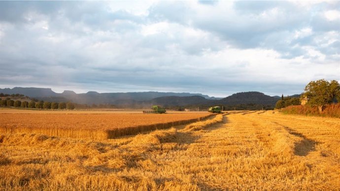Archivo - El Govern organiza actividades en agosto para promocionar el pan y pastelería catalanes