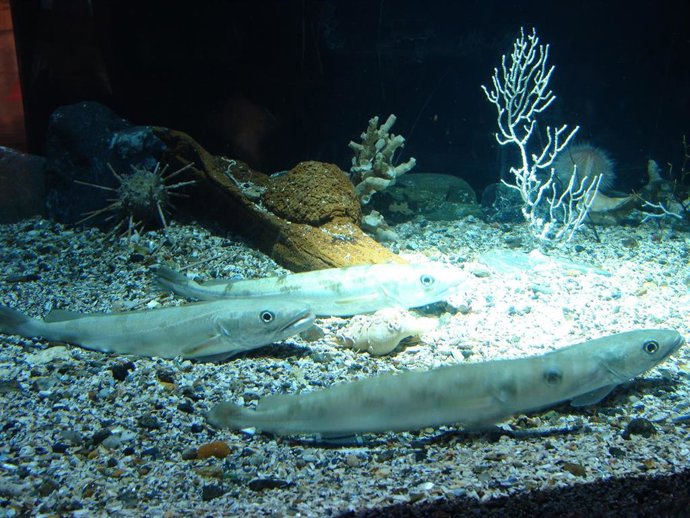 Ejemplar de merluza europea