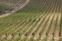 Agricultores temen que los aranceles de EEUU sean un "duro golpe" para el campo y una "pérdida clara de competitividad"