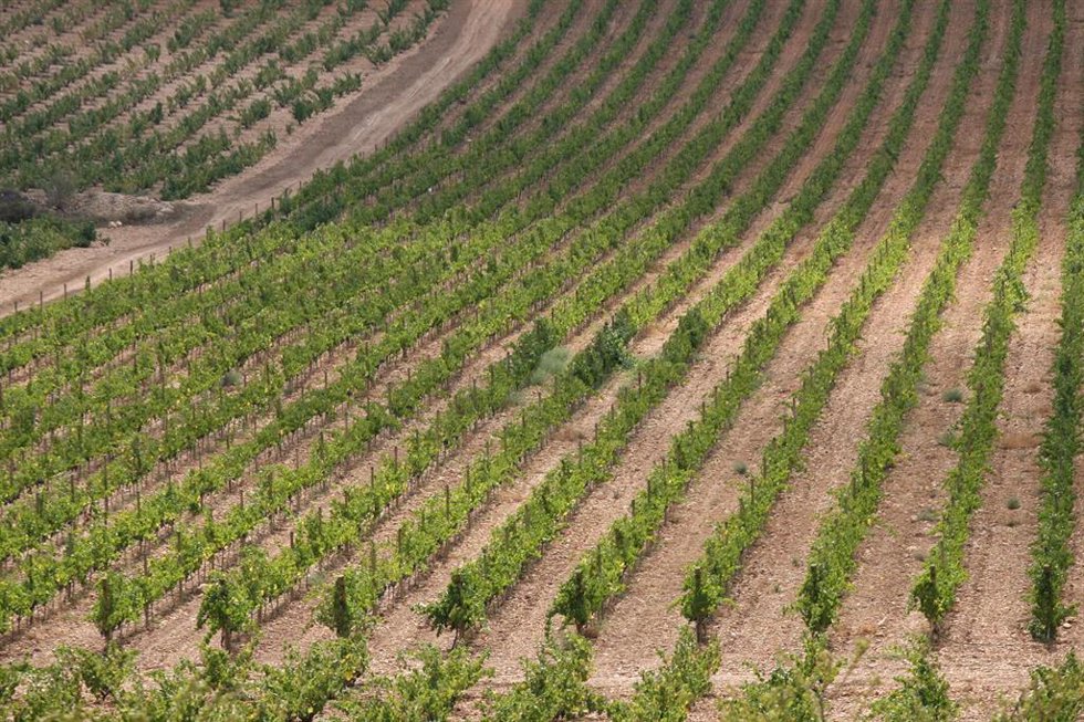 Archivo - Viñedo en la Comunitat Valenciana