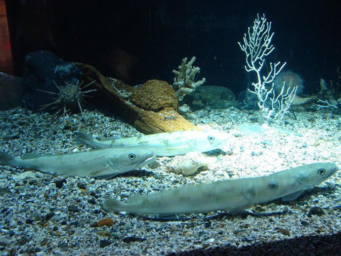 Merluccius merluccius (merluza europea) en la Sala Maremagnum del Aquarium Finisterrae, en A Coruña, Galicia, España.