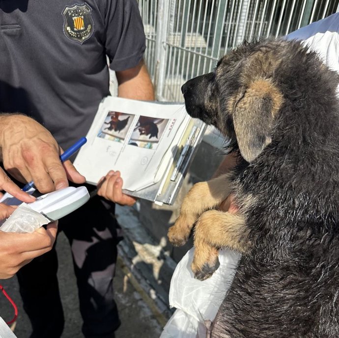 Uno de los cachorros de perro
