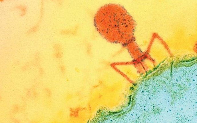 Archivo - Un bacteriófago (naranja) se adhiere a la membrana de una célula bacteriana (azul).