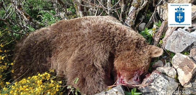 Archivo - Oso pardo muerto en Cangas del Narcea tras despeñarse.
