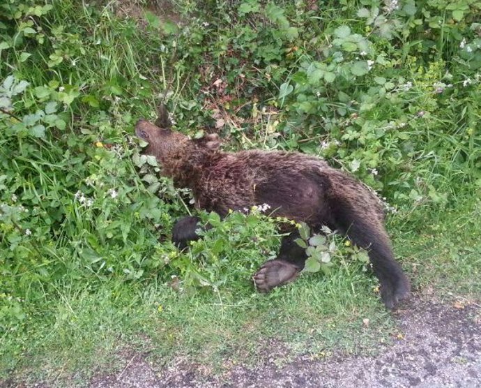 Archivo - El Fondo para la Protección de los Animales Salvajes (Fapas) alerta del aumento de osos muertos en Asturias.