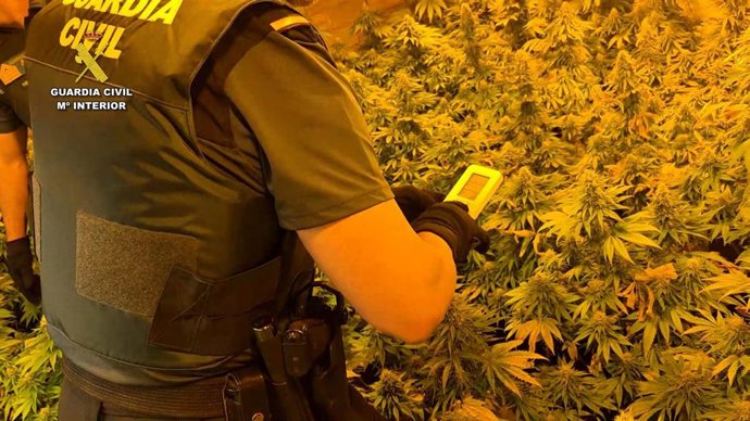 Plantación de marihuana desmantelada en Los Villares