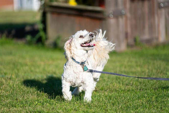 El turismo 'pet-friendly' se consolida en España: uno de cada tres alojamientos ya admite animales de compañía
