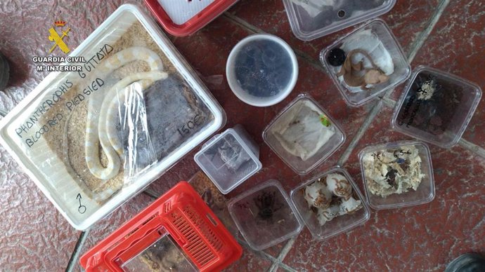 Animales protegidos incautados en el puerto de Cádiz.