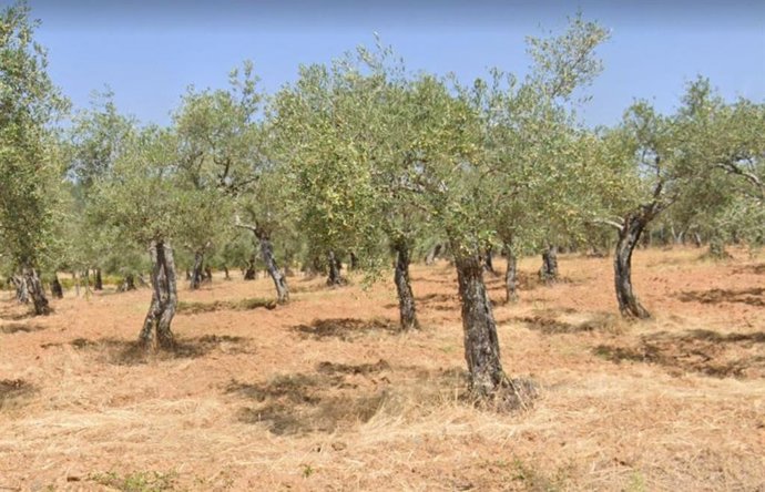 Archivo - Un olivar.