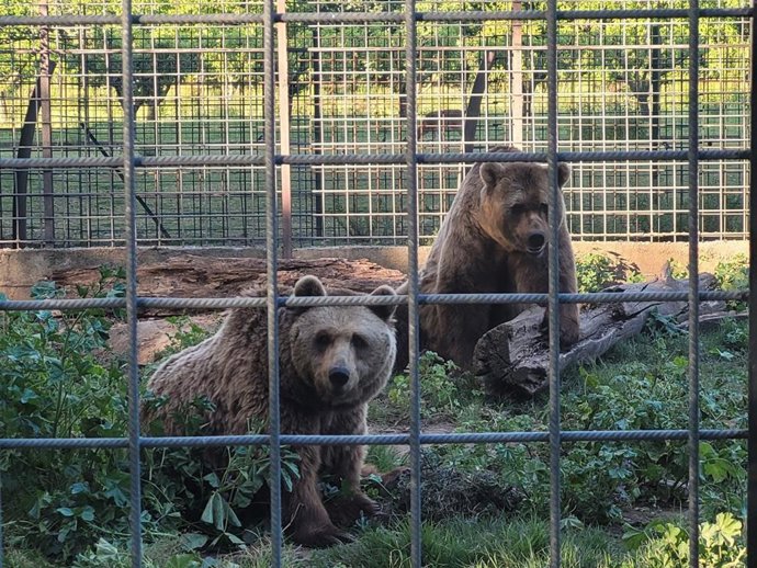 Los osos Ponferoso y Luna, que viajan este martes al santuario Gnadenhof für Bären, ubicado en Múnich (Alemania).
