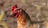 Foto: La OMS, FAO y OMSA consideran que el riesgo de la gripe aviar para la salud mundial es bajo