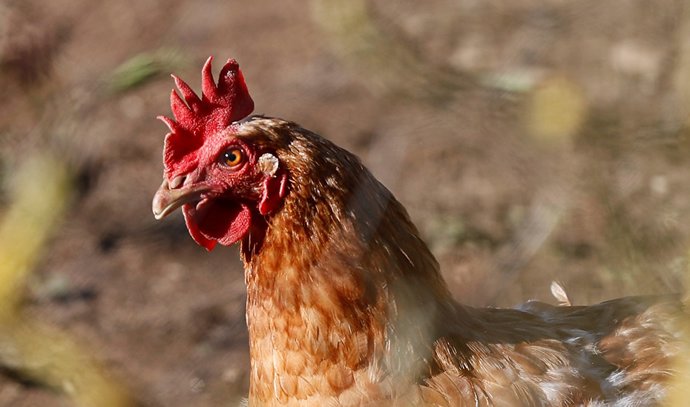 Archivo - Imagen de recurso de una gallina. 