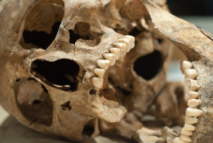 Restos de un cráneo humano antiguo