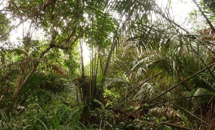 Las turberas del Congo datana de hace 40.000 años