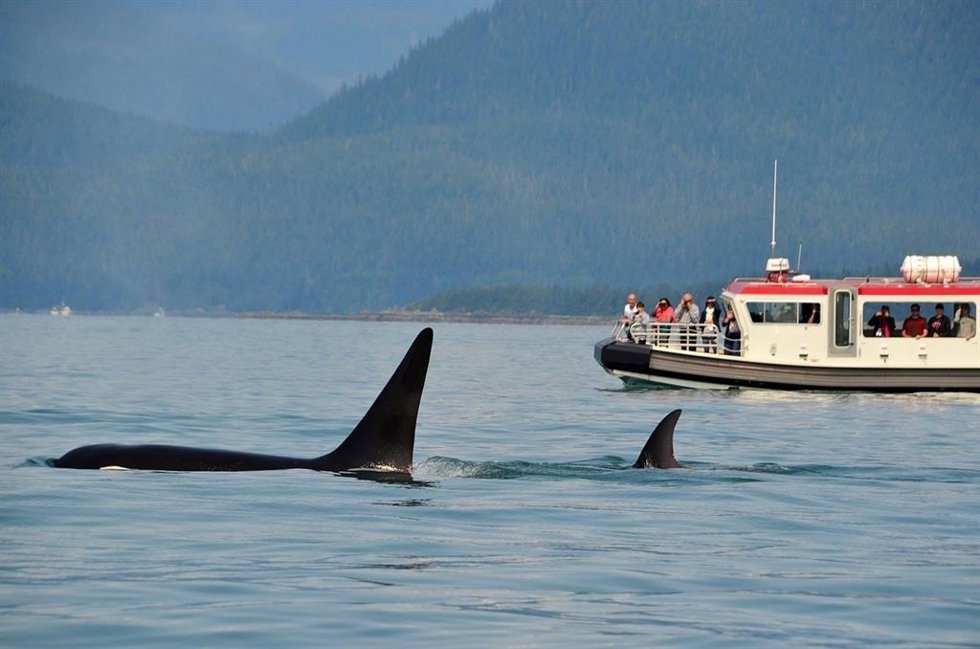 Orcas en el Estrecho.