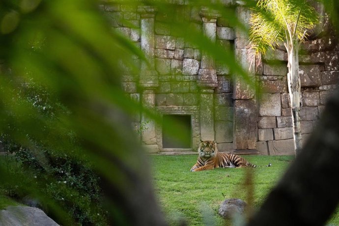 Tigre de Sumatra Bioparc Fuengirola