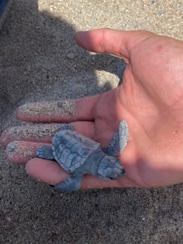 Cría de tortuga marina en una playa de Almassora