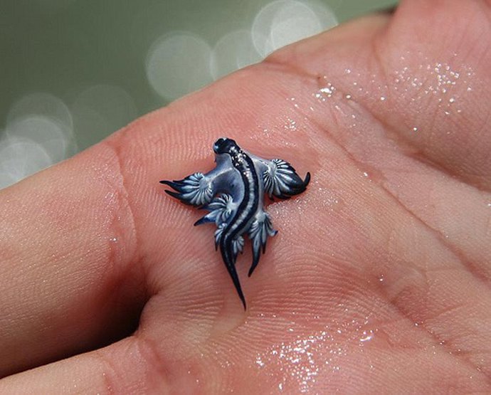Aparece en un charco de Canet d'en Berenguer (Valencia) un ejemplar del dragón azul (Glaucus atlanticus).