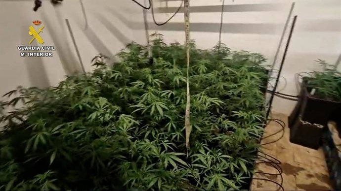 Imagen de la plantación intervenida en Los Palacios