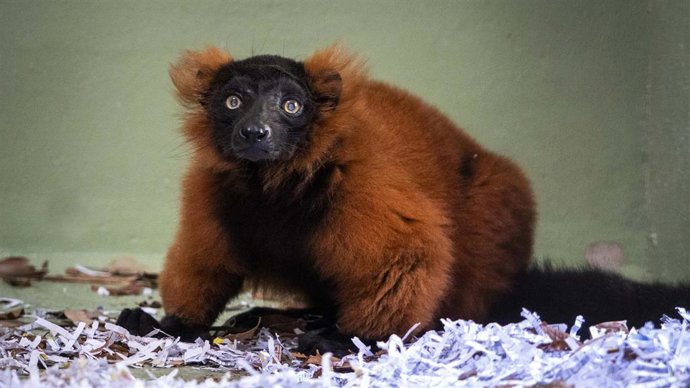 Lemur de collar rojo