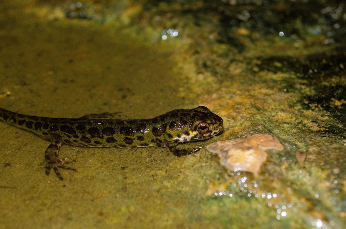 La introducción ilegal de especies protegidas puede ser una amenaza a la biodiversidad, según estudios de la UMU y UMH