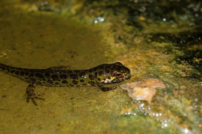 Archivo - La introducción ilegal de especies protegidas puede ser una amenaza a la biodiversidad, según estudios de la UMU y UMH