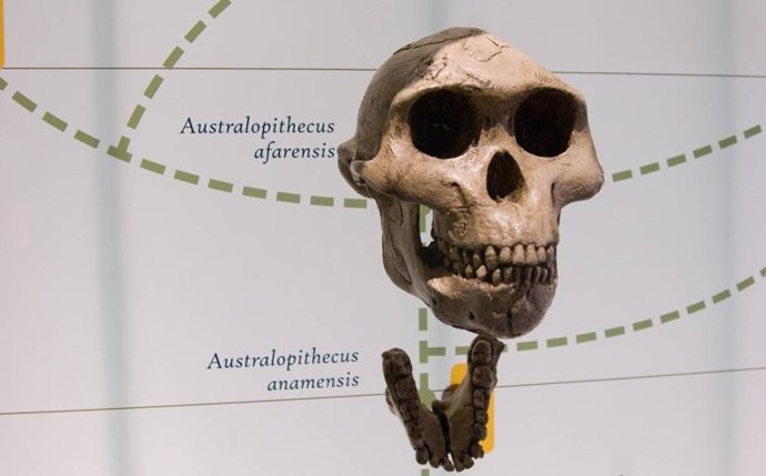Un estudio ha encontrado dimorfismo sexual sustancial en algunos de nuestros primeros ancestros humanos.