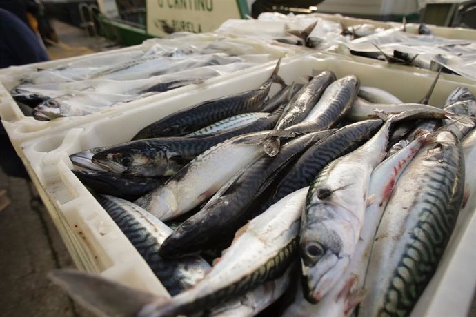Archivo - Cajas con caballas durante la descarga de caballa en el puerto de Burela, a 27 de marzo de 2023, en Burela, Lugo, Galicia.