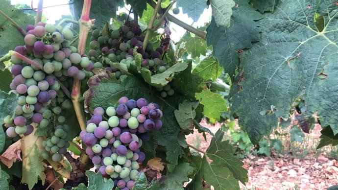 Por La Rioja critica "silencio cómplice" y "falta de crítica" de los eurodiputados riojanos ante los aranceles de Trump