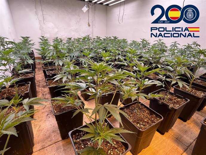 Plantación de marihuana desmantelada en la zona de las bahías de Almería, con parte de las 300 plantas intervenidas.