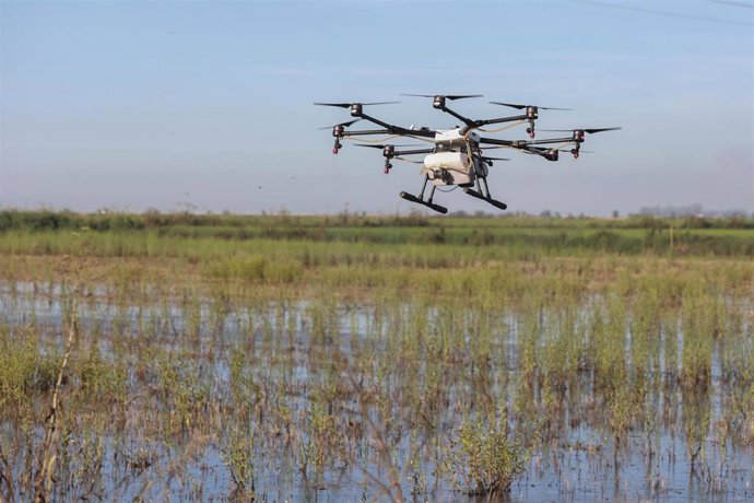 Archivo - Un dron interviene en la campaña para el tratamiento contra los mosquitos que propagan el Virus del Nilo Occidental (VNO) sobre un arrozal. 