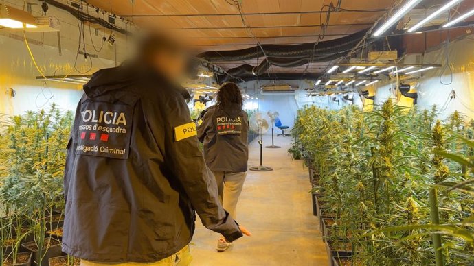 La plantació de marihuana intervinguda